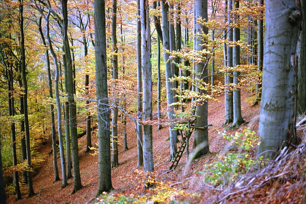 Ein Wald mit vielen Bäumen und Blättern auf dem Boden