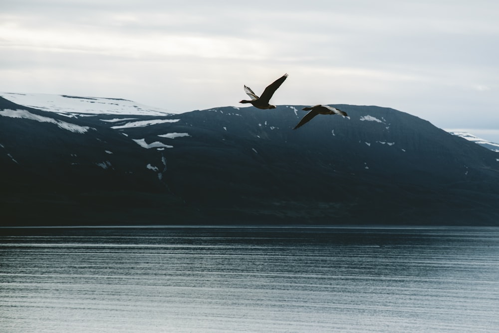 a bird flying over a body of water