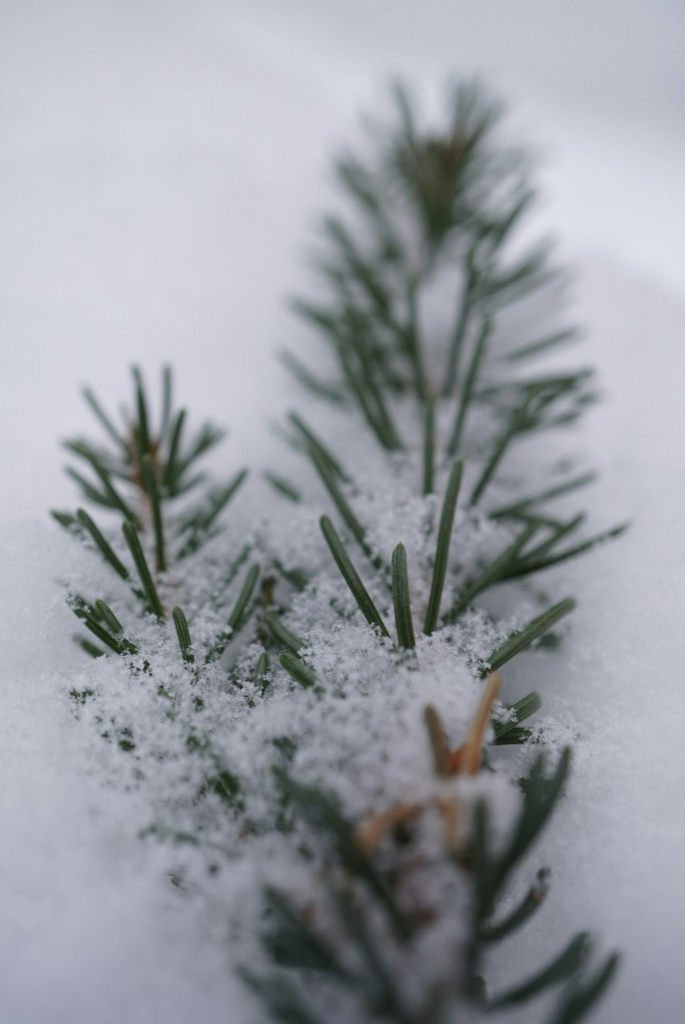 una rama de un pino cubierto de nieve