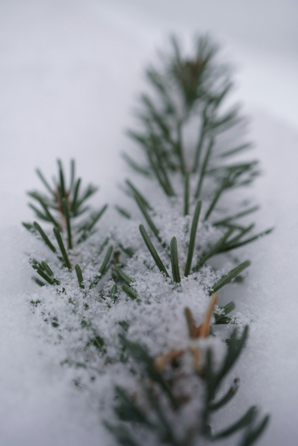 a branch of a pine covered in snow