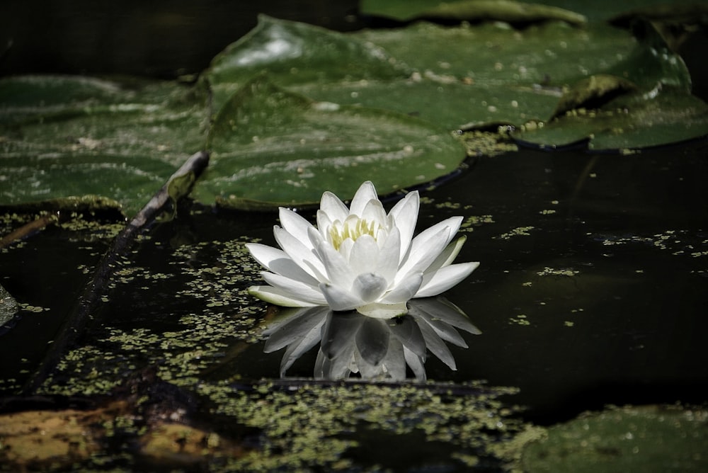 a white water lily floating on top of a pond