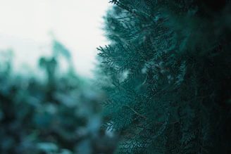 Detail of seamless photo wallpaper applied with expert care, showcasing vivid nature imagery