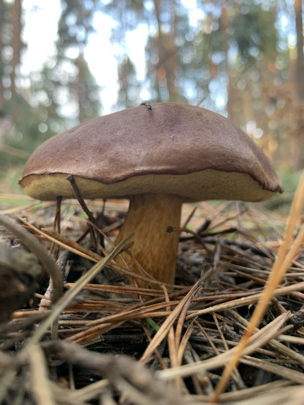 a mushroom sitting on the ground in the woods