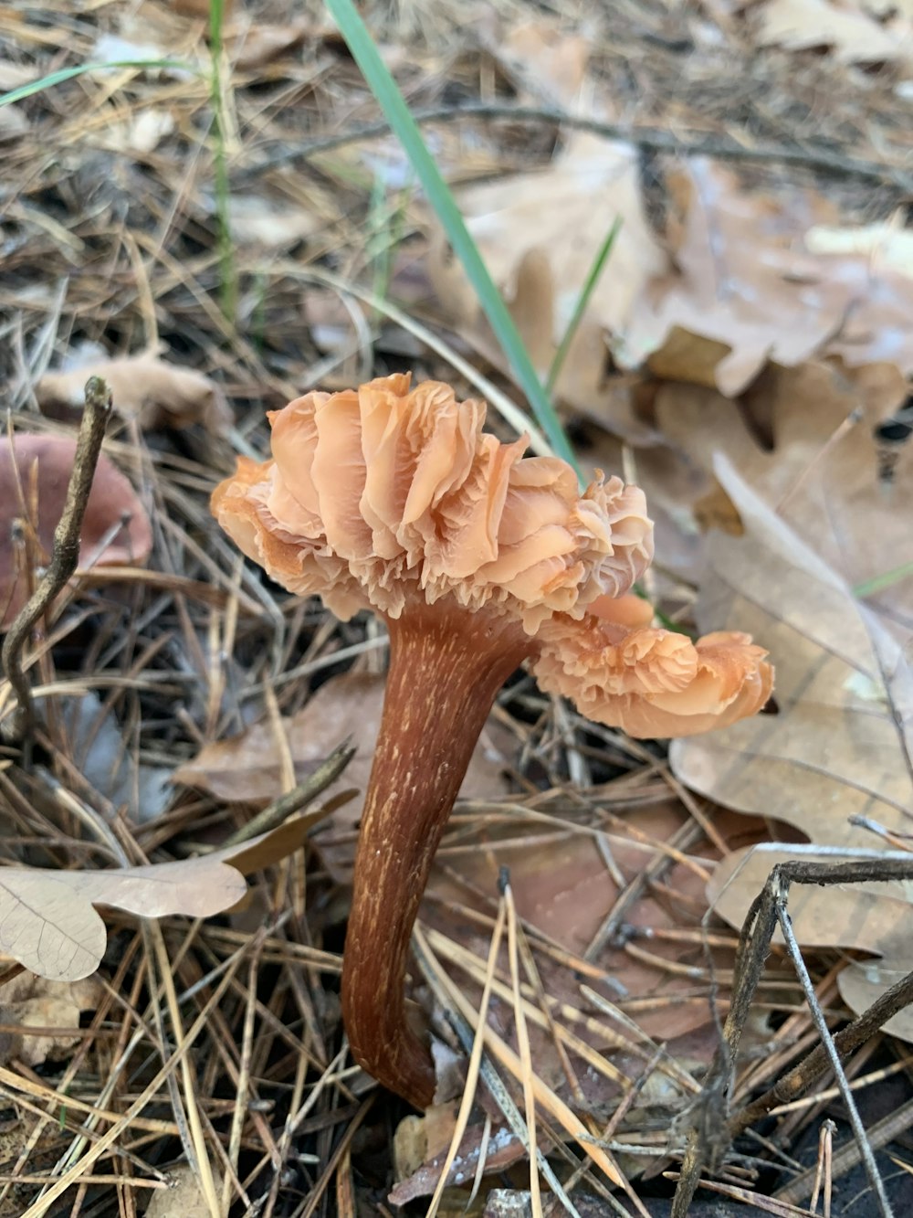 a close up of a mushroom on the ground