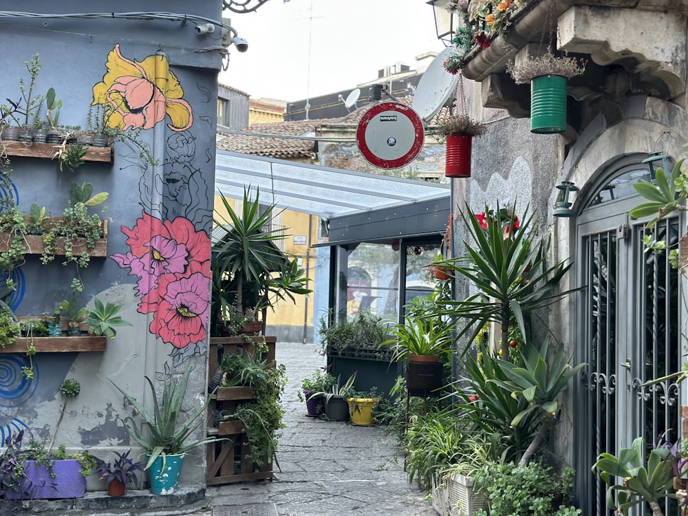 a narrow street with a bunch of potted plants