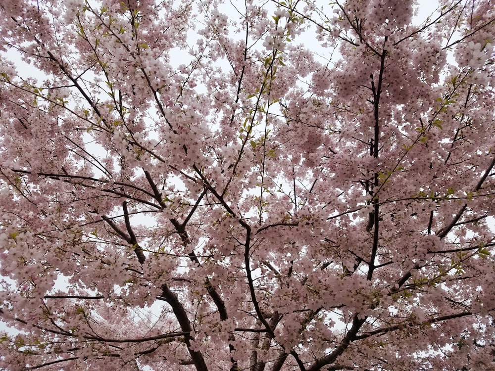 a tree with lots of pink flowers on it