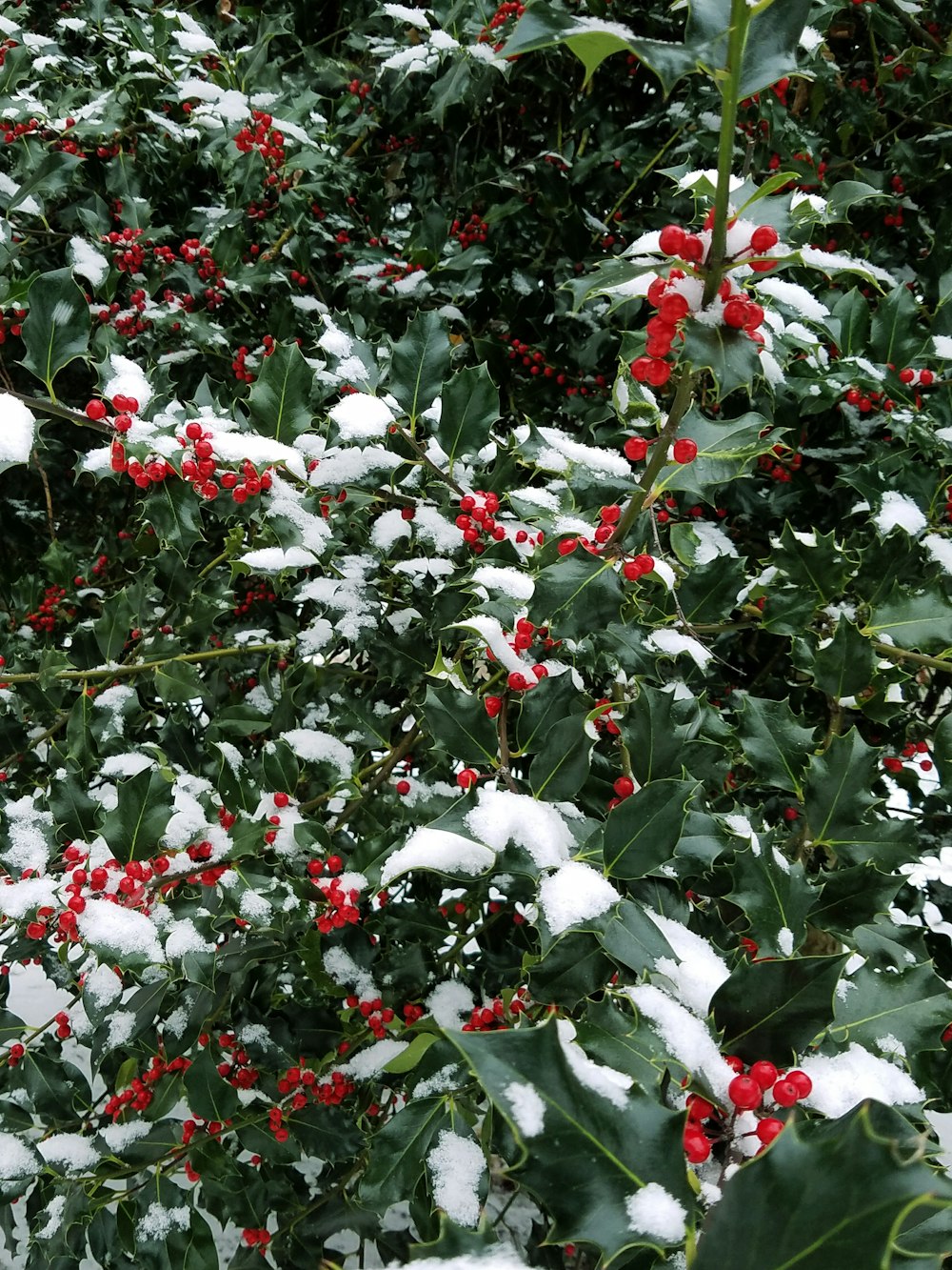 a bush with red berries and green leaves covered in snow