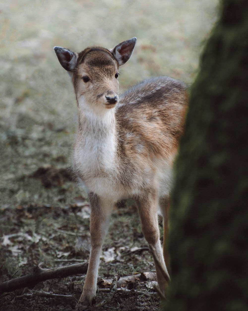 a small deer standing next to a tree