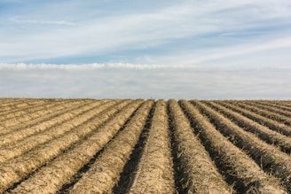 A freshly prepared farmland with neat rows ready for planting under a clear blue sky.