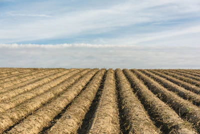 Rows of freshly tilled soil ready for planting under a clear blue sky.