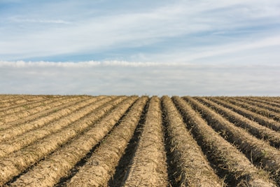 Rows of freshly tilled soil ready for planting under a clear blue sky.