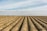 Photo of a freshly cultivated field with neat rows under a clear sky.