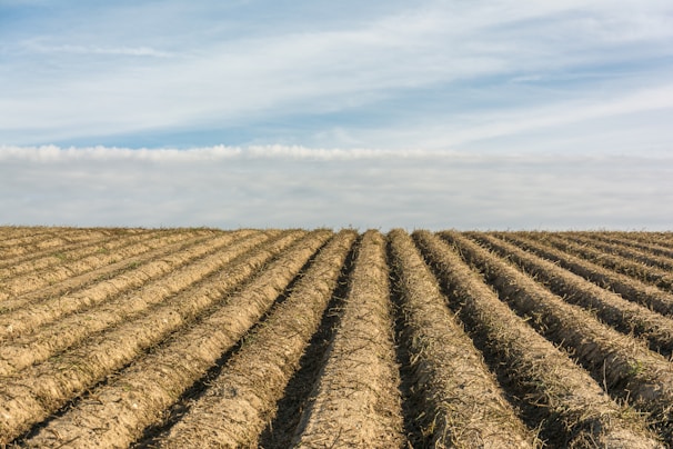 A freshly prepared farmland with neat rows ready for planting under a clear blue sky.