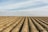 Photo of a freshly cultivated field with neat rows under a clear sky.