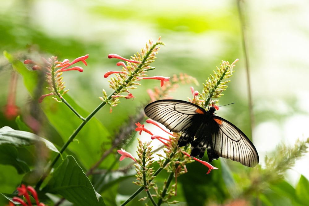 Ein schwarzer Schmetterling sitzt auf einer Blume