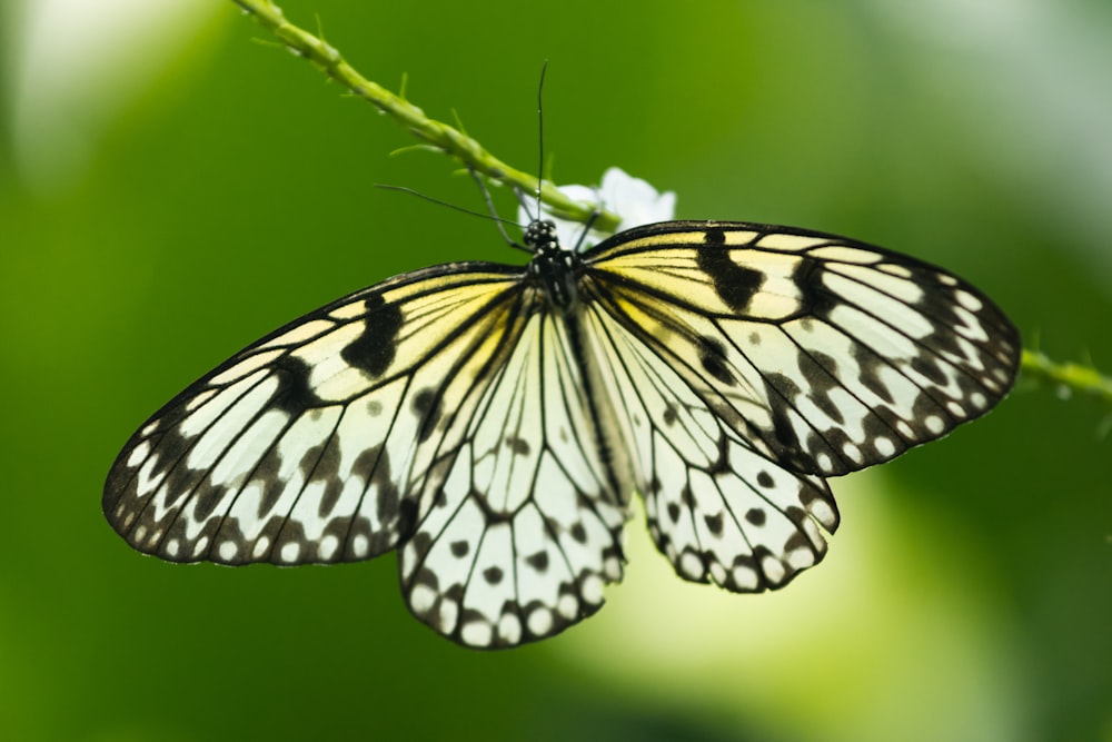 a close up of a butterfly on a plant