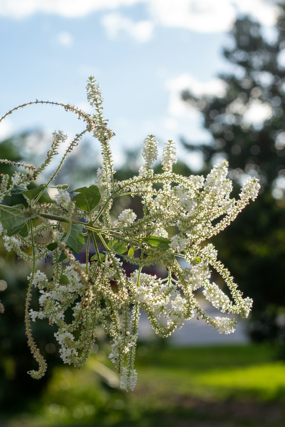 a close up of a plant with white flowers