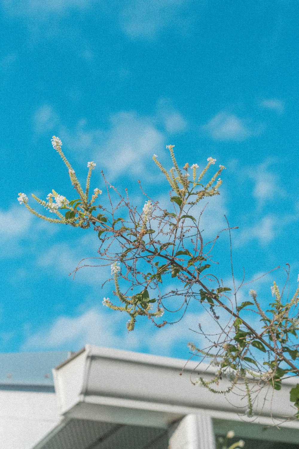 a bird perched on top of a tree next to a building