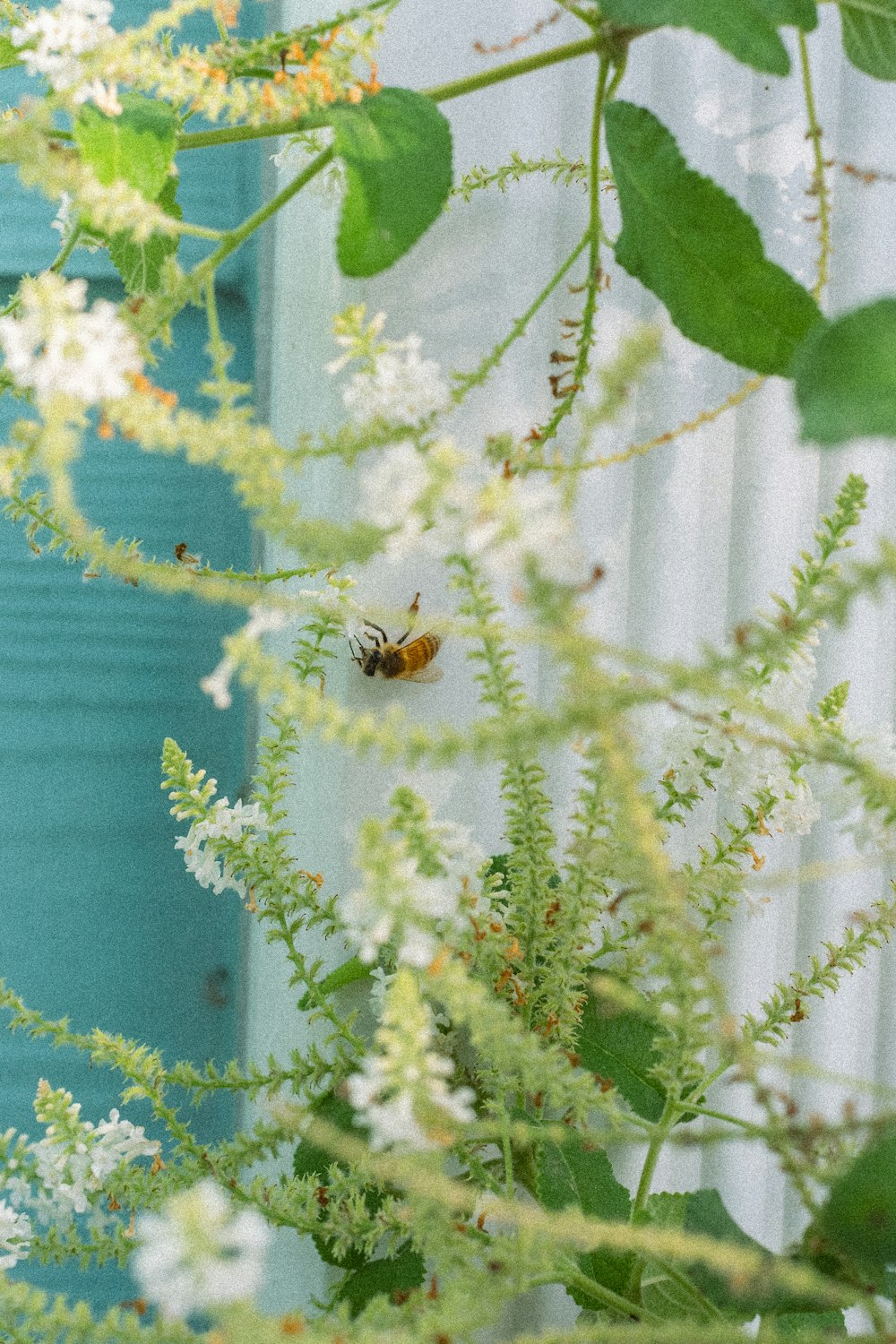 a close up of a plant with a bee on it