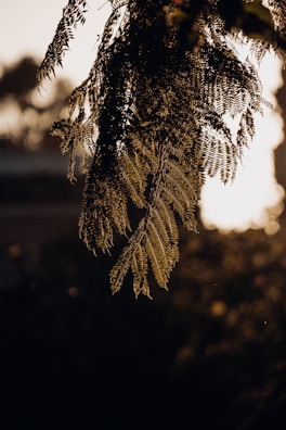 Sunlight filtering through delicate fern leaves, highlighting their intricate patterns.