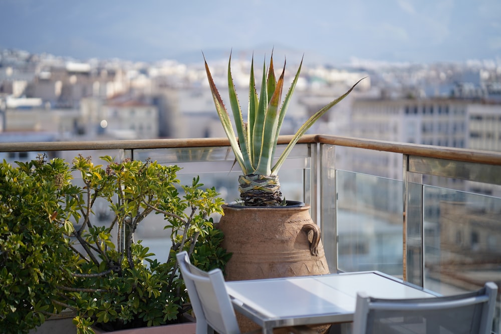 a potted plant sitting on top of a wooden table