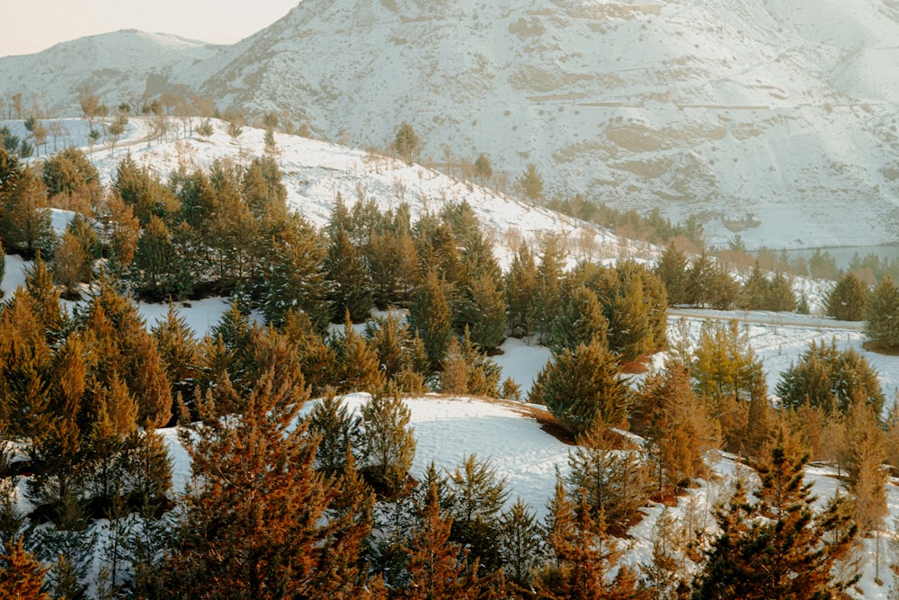 a snow covered mountain with trees in the foreground