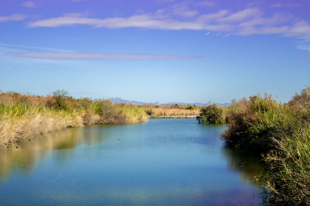 un cuerpo de agua rodeado de hierba y árboles