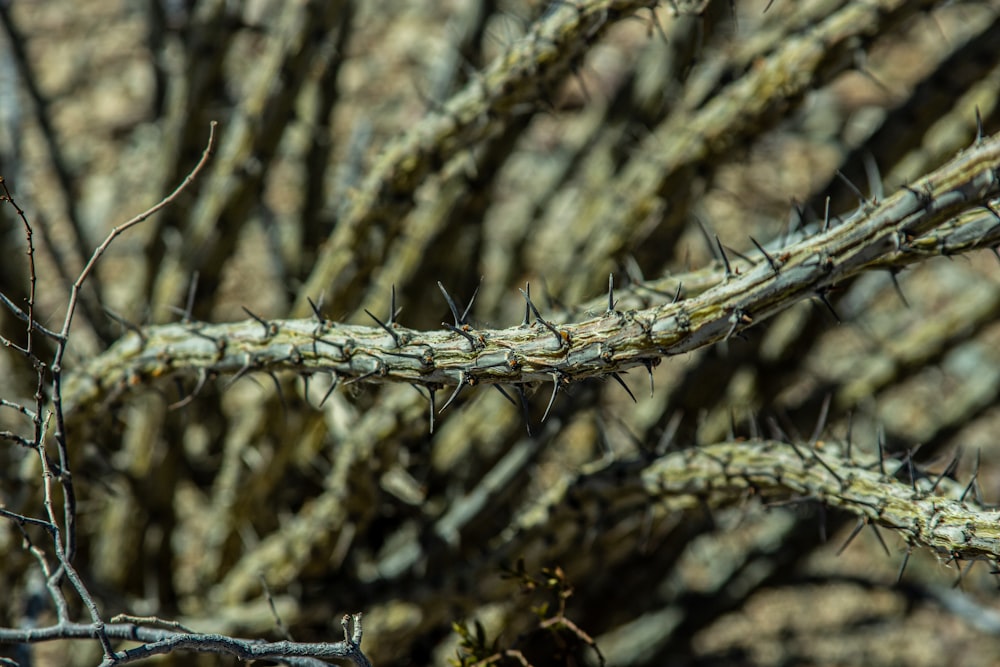 a close up of a thorny tree branch