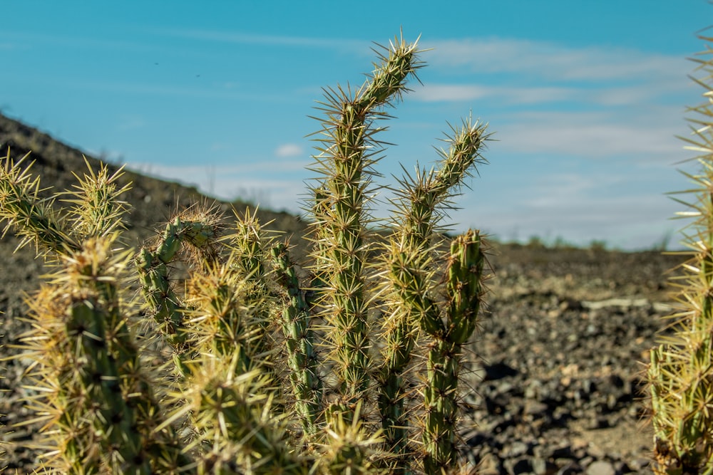 a cactus plant in the middle of a desert