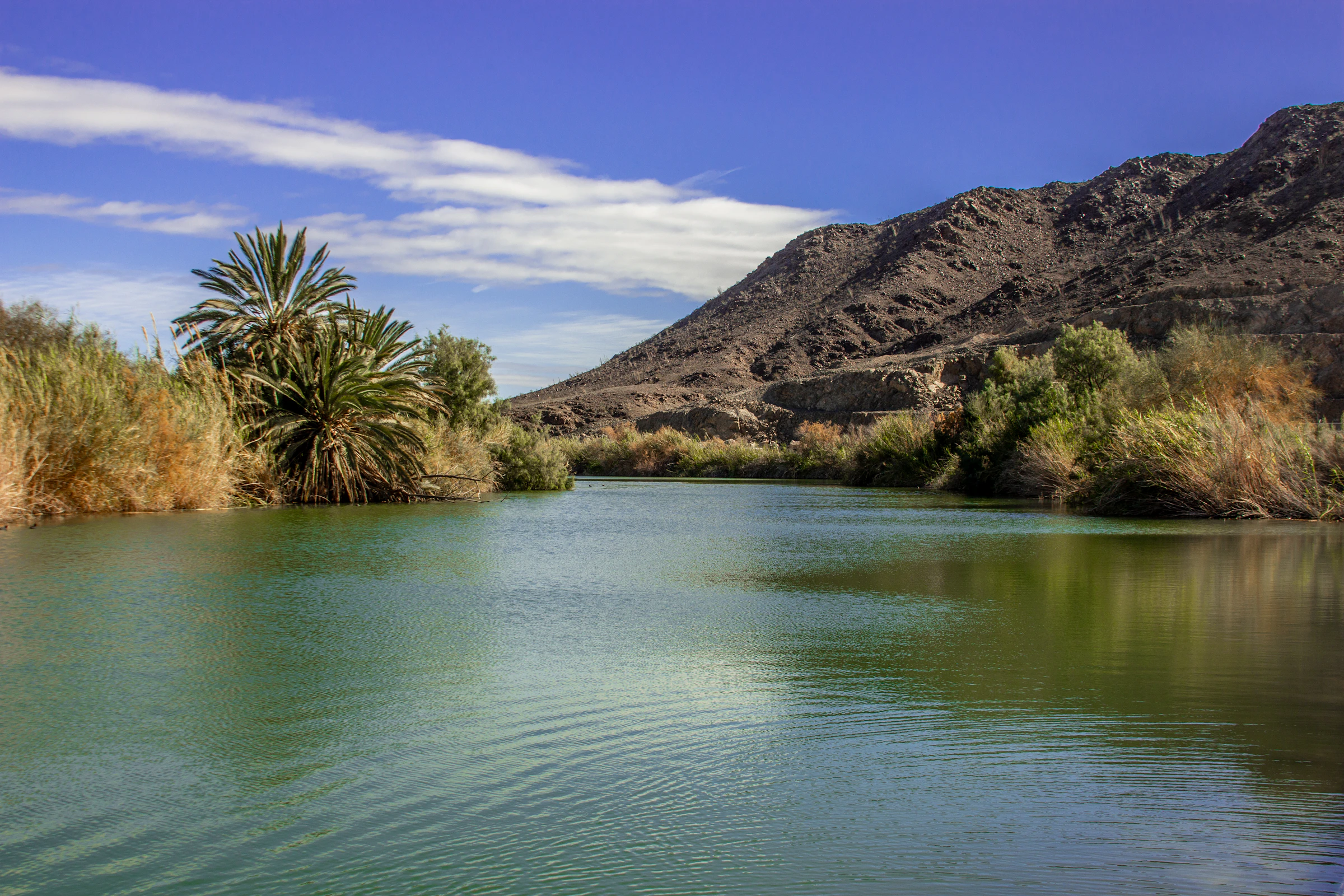 The Colorado River in Yuma, Arizona, lined with palms beneath desert mountains