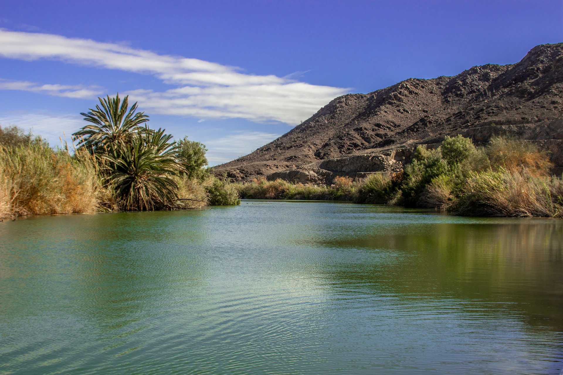 a body of water surrounded by palm trees