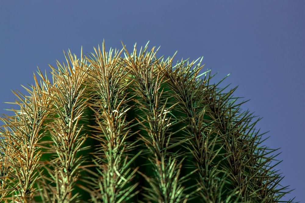 a large green cactus with a blue sky in the background