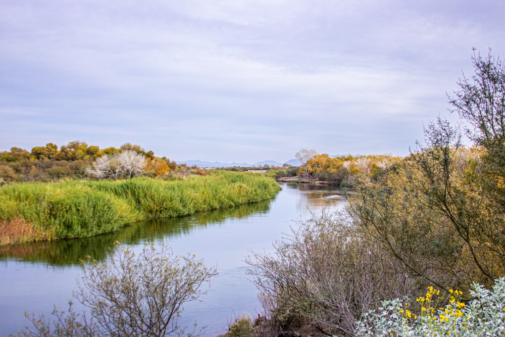 a body of water surrounded by trees and bushes