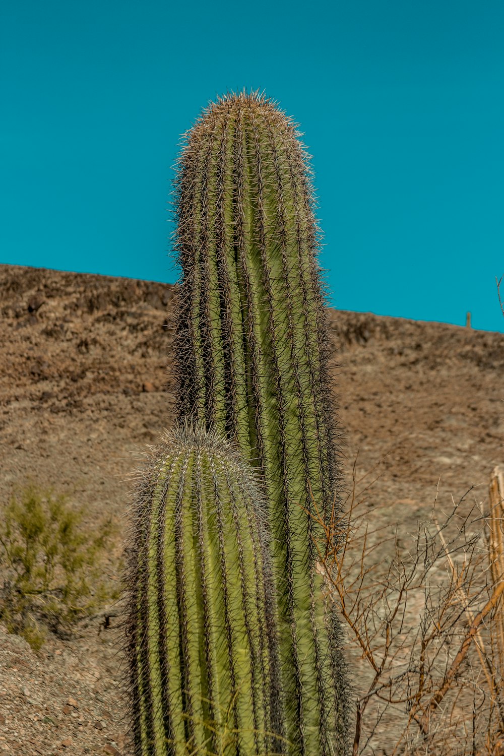 a large cactus in the desert with a blue sky in the background