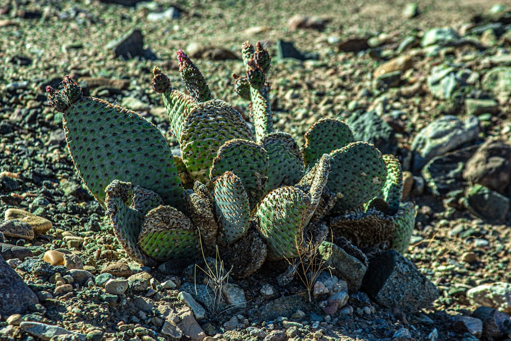 a cactus in the middle of a rocky area