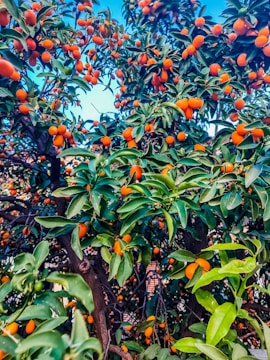 a tree filled with lots of oranges under a blue sky