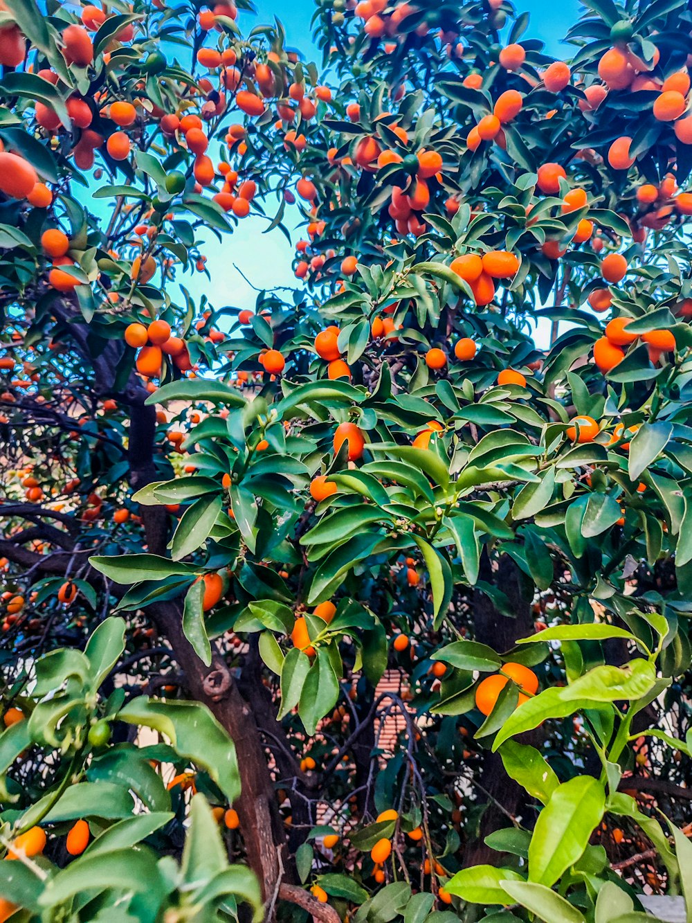 a tree filled with lots of oranges under a blue sky