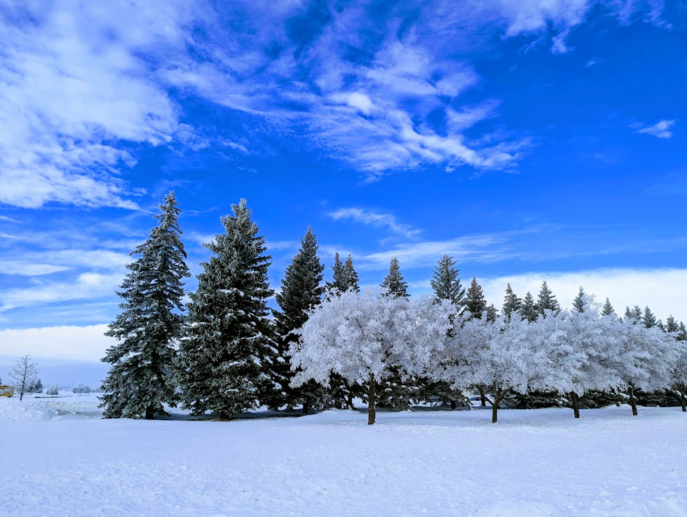 a snow covered field with trees in the background