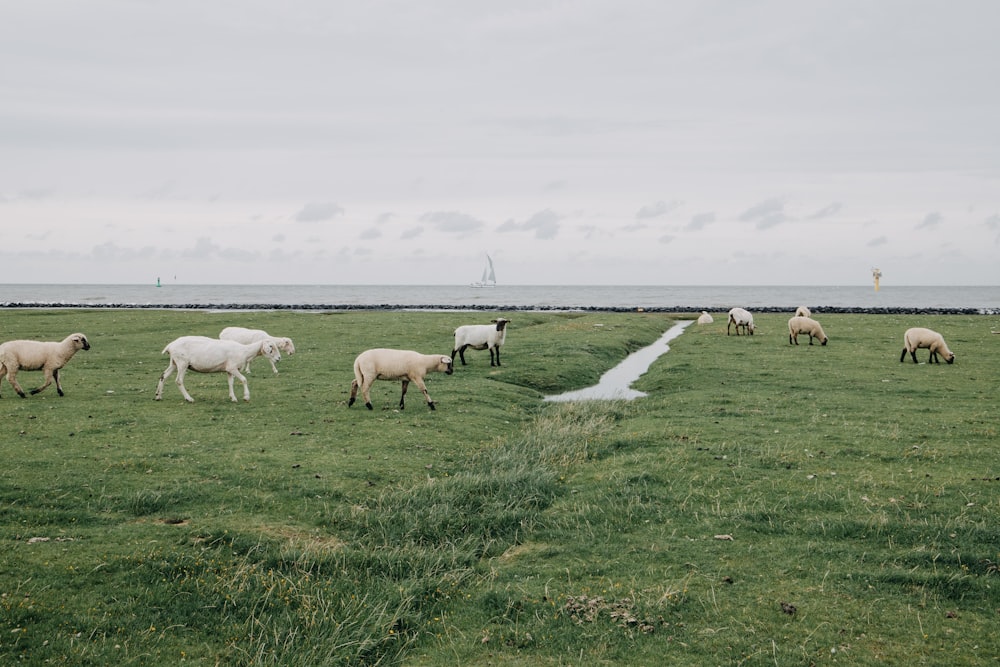 a herd of sheep grazing on a lush green field