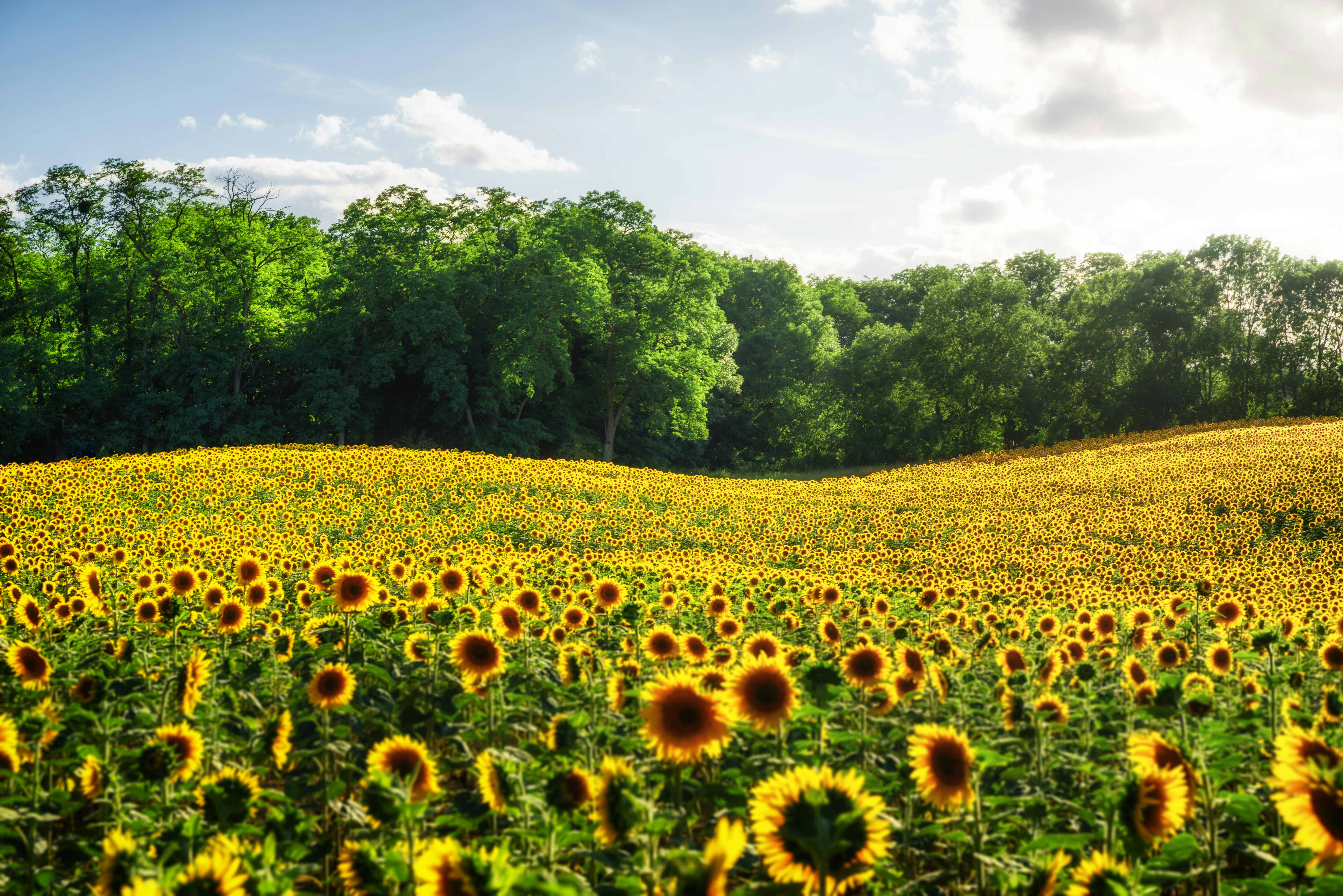 ein Sonnenblumenfeld mit Bäumen im Hintergrund