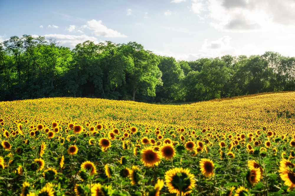 a field of sunflowers with trees in the background