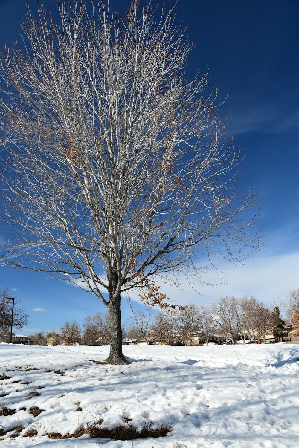 a bare tree in the middle of a snowy field