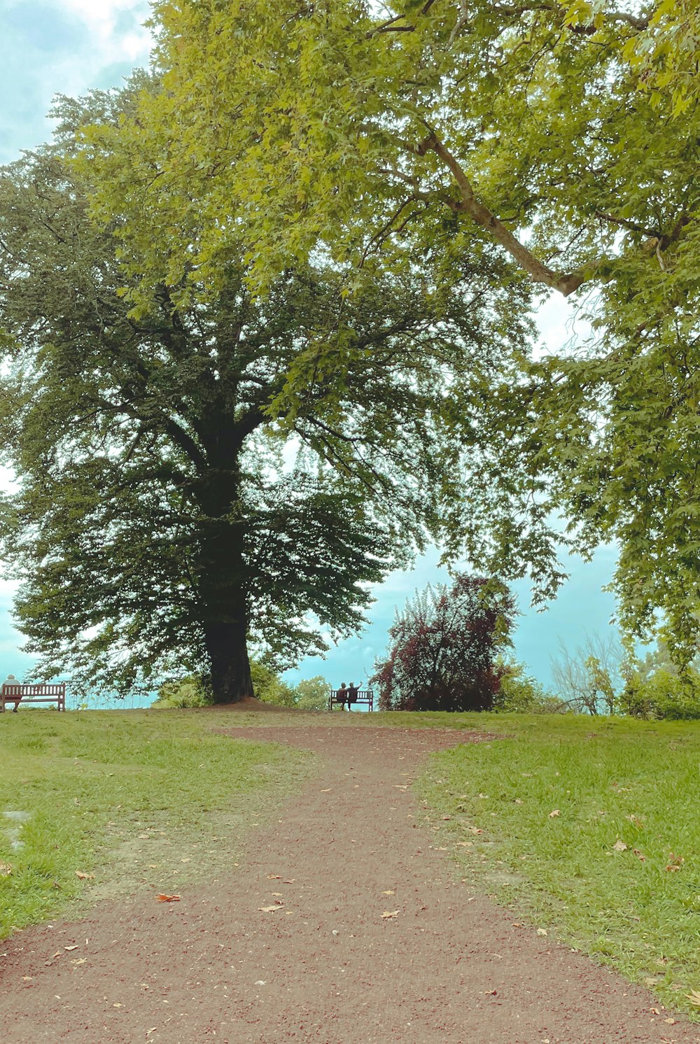 a bench under a large tree in a park