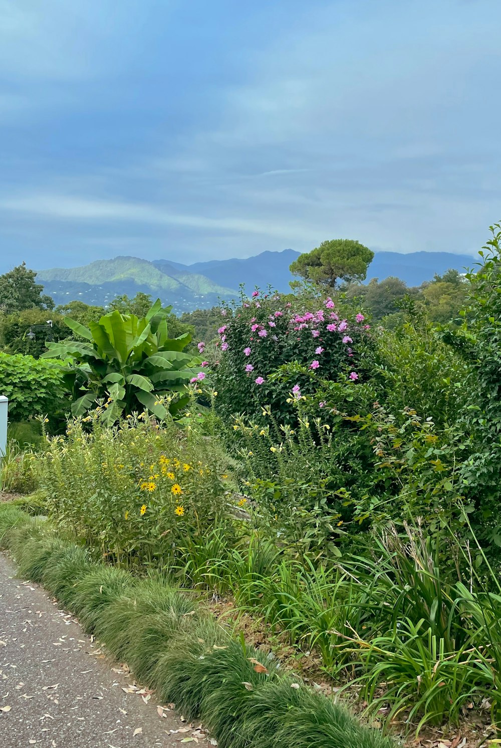 a road surrounded by lush green plants and flowers