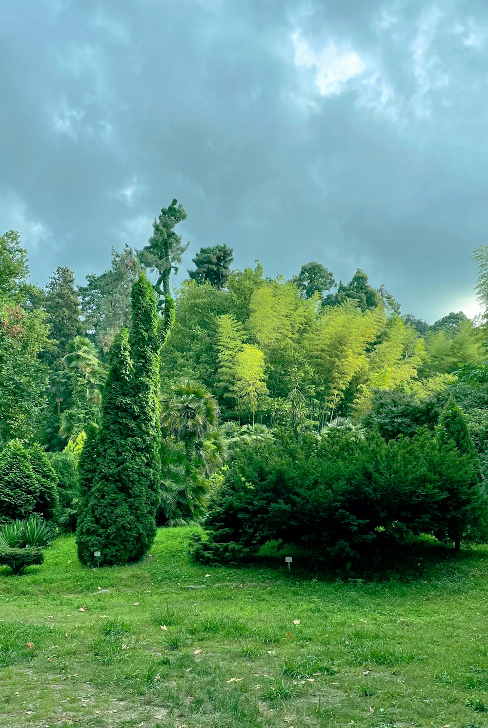 a lush green forest filled with lots of trees