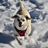 A small, happy dog with a tan and white coat runs energetically across a snowy surface while wearing a red harness. The snow is pristine and appears glittery in the sunlight, creating a sense of movement and excitement.