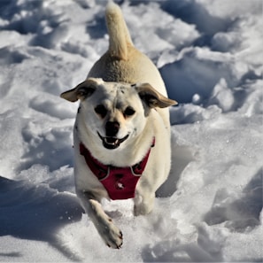 A small, happy dog with a tan and white coat runs energetically across a snowy surface while wearing a red harness. The snow is pristine and appears glittery in the sunlight, creating a sense of movement and excitement.
