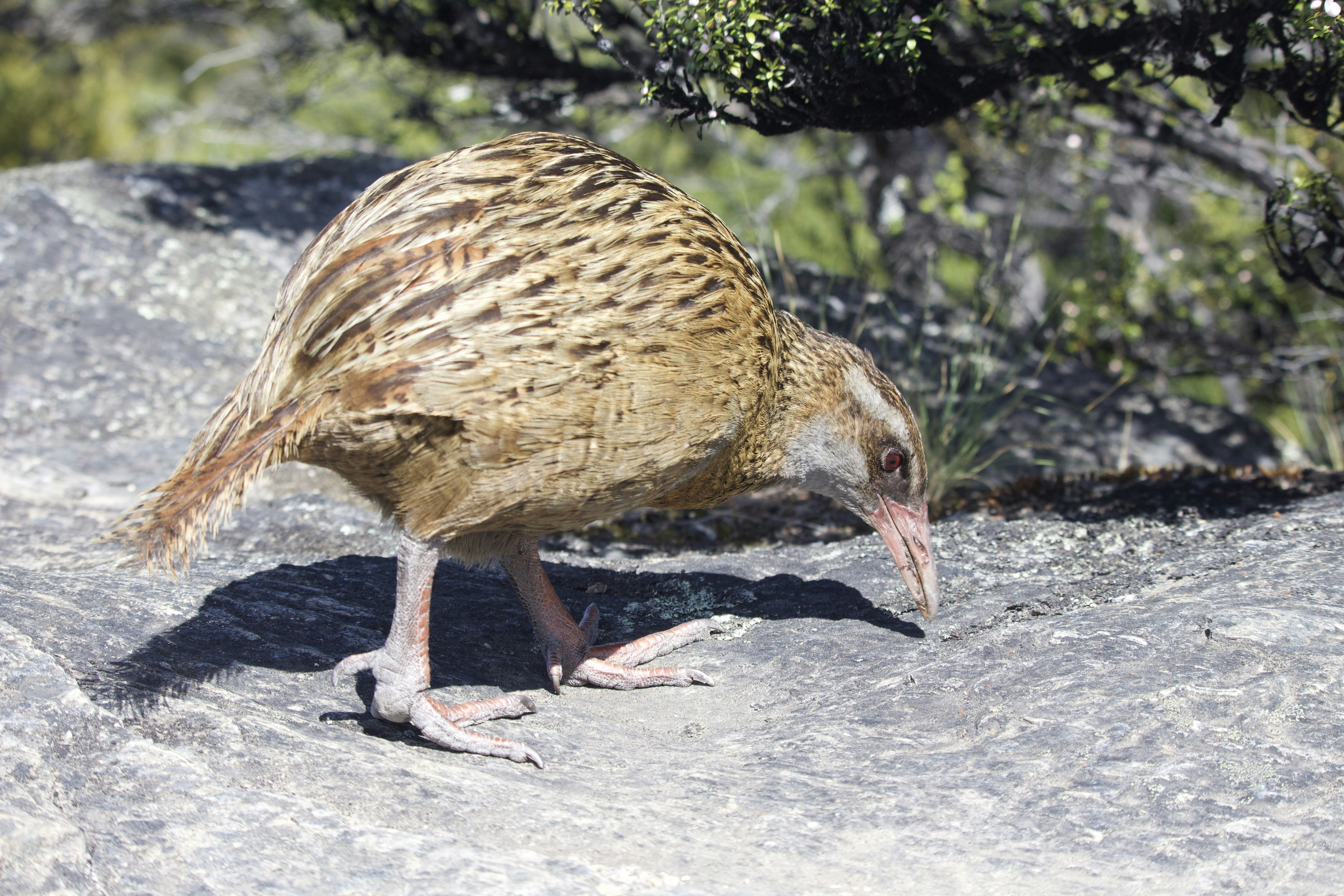 un oiseau au long bec debout sur un rocher