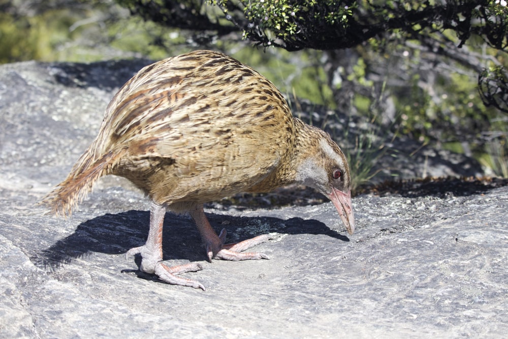 a bird with a long beak standing on a rock