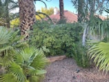 A lush garden scene with various green plants and trees, including palm trees and small shrubs. The garden bed is lined with gravel and there are some clay bricks visible. In the background, red-tiled rooftops rise behind a concrete wall.